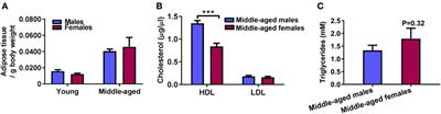 Sex Differences in Adipose Tissue CD8+ T Cells and Regulatory T Cells in Middle-Aged Mice